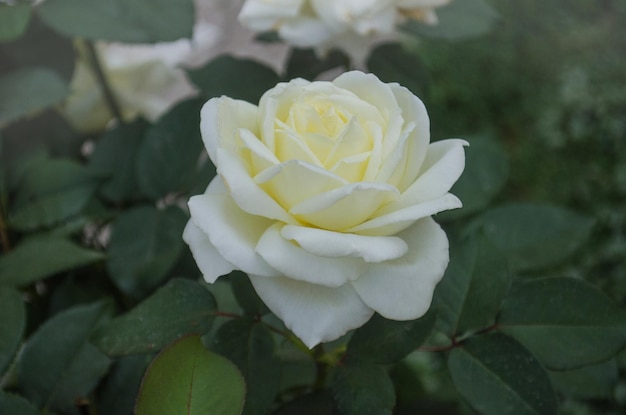 Schöne weiße Rose Große weiße Rosen im Garten