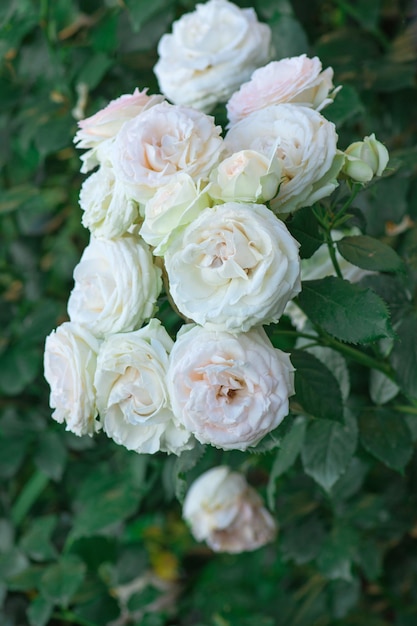 Schöne weiße Rose in einem Garten Blühende weiße Blumen auf dem Busch im Blumengarten