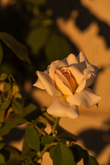 Schöne weiße Rose.