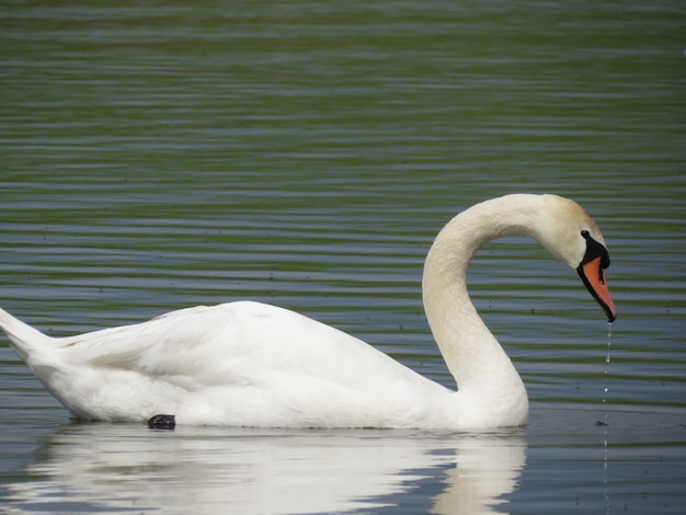 Schöne weiße Schwäne schwimmen auf dem See