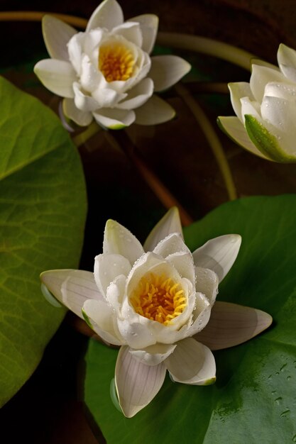 Schöne weiße Seerose-Blume im See Nymphaea-Spiegelung im Teich