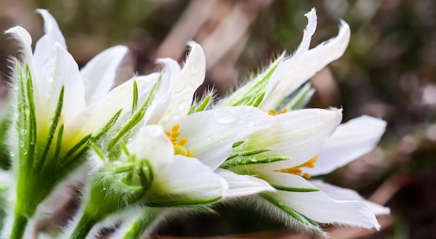 Schöne weiße seidige Blumen Pulsatilla Alpina im Frühlingsgarten