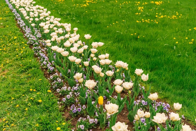 Schöne weiße Tulpen Blumenbeet Nahaufnahme Blumenhintergrund Sommergarten