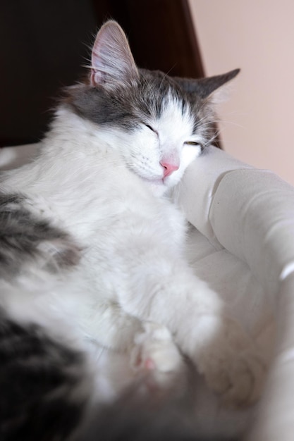 Foto schöne weiße und graue katze schläft auf einer couch