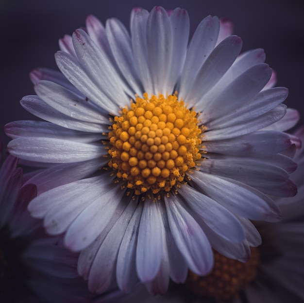 Schöne weiße und rosa Gänseblümchen-Blume im Frühling