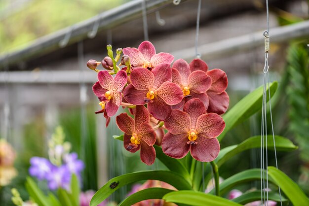 Schöne weiße und rosa Orchideenblume und Grünblatthintergrund im Garten