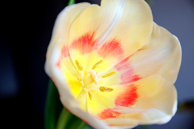 schöne weiße und rosa Tulpen