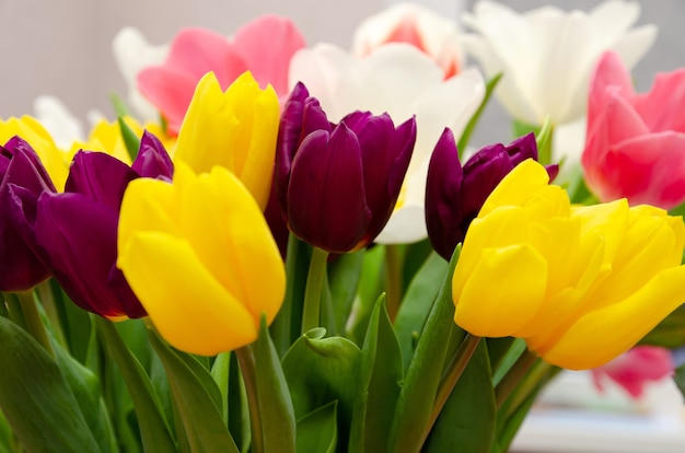 schöne weiße und rosa tulpen