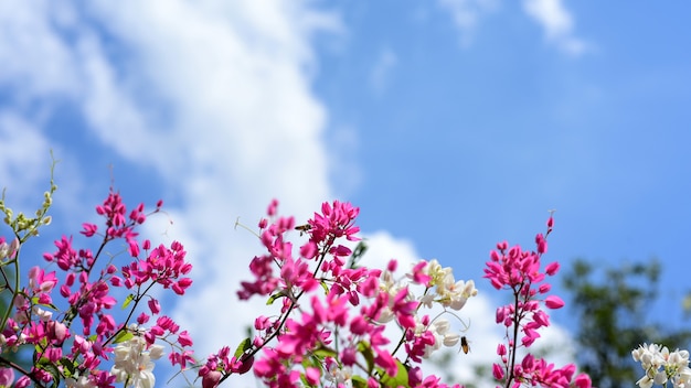 Schöne weiße und rosafarbene Blumen und schöne grüne Blätter an sonnigen Tagen