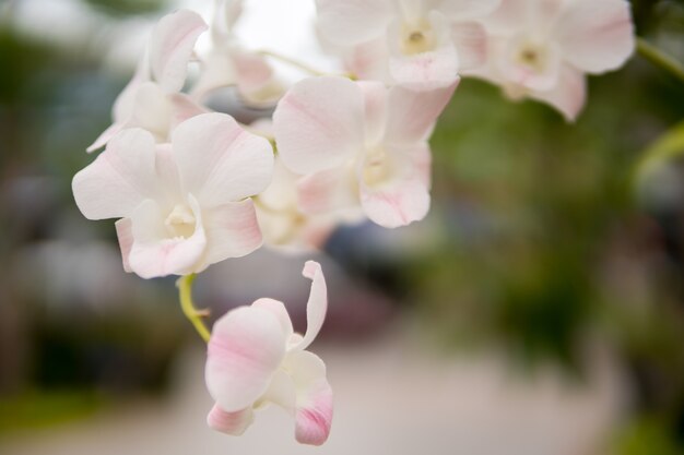 Schöne weiße und weiche rosa Orchidee.