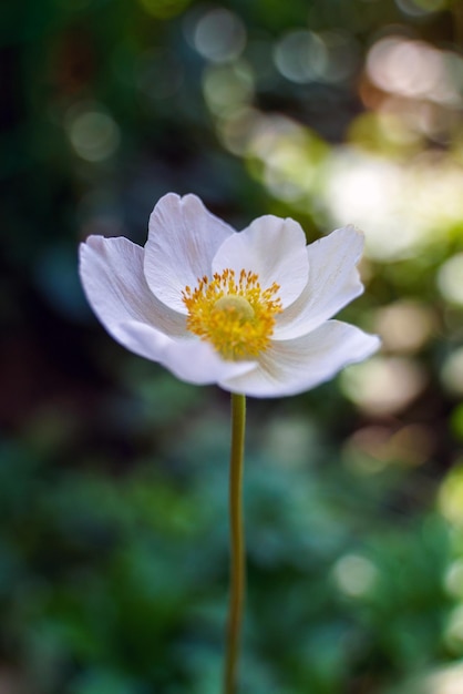 Schöne weiße Waldanemonenblumennahaufnahme mit unscharfem Hintergrund