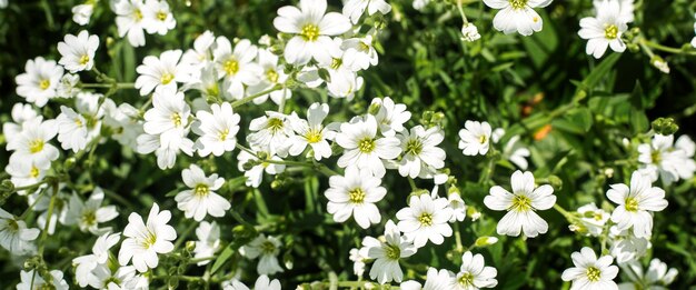 Schöne weiße Wildblumen an einem sonnigen Tag. Ansicht von oben, flach. Banner.