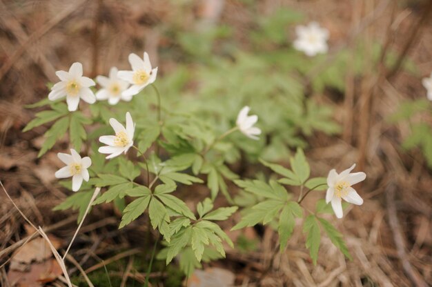 Schöne weiße wilde Anemone nemorosa adonis blüht im Frühlingswald