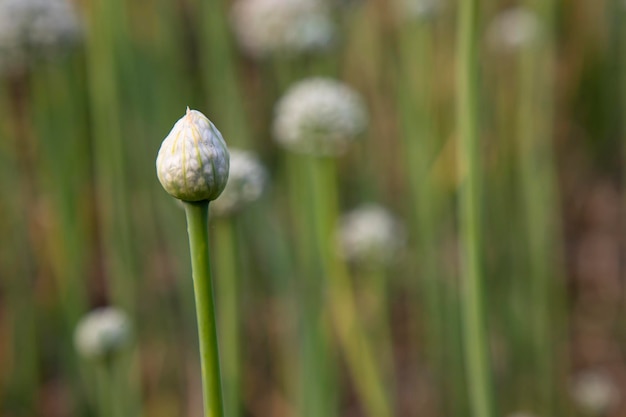 Schöne weiße Zwiebelblume mit verschwommenem Hintergrund selektiven Fokus
