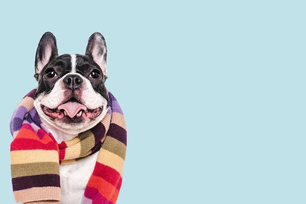 Schöne Welpe und gestrickter Winterschal Studio-Aufnahme