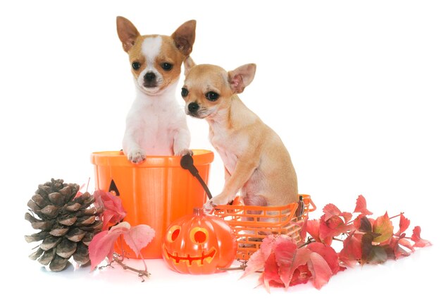Schöne Welpen mit Halloween-Dekoration auf grauem Hintergrund