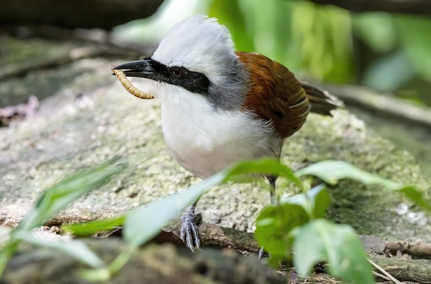 Schöne Whitecrested Lachdrossel mit Beute im Wald Thailand