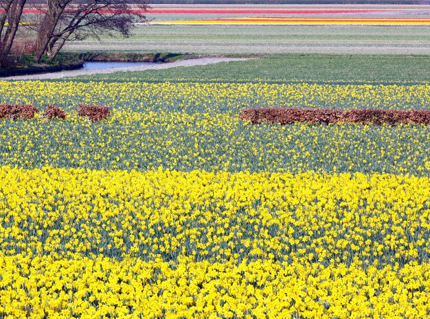 Schöne Wiese der gelben Narzissen im Frühling