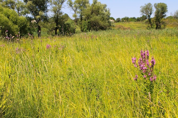 Schöne Wiese im Sommer