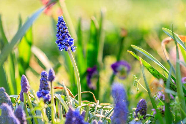 Schöne Wiese Leuchtend blaue Blüten der armenischen Muskari