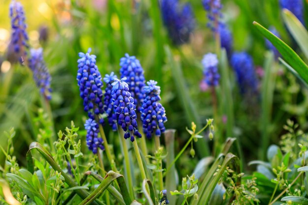 Schöne Wiese Leuchtend blaue Blüten der armenischen Muskari