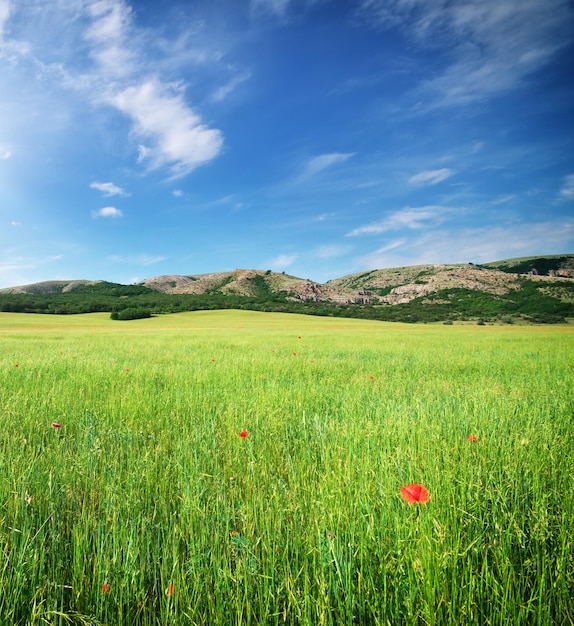 Schöne Wiesenlandschaft. Zusammensetzung der Natur.