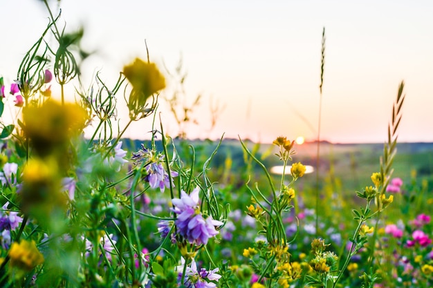 Schöne Wildblumen an einem grünen Wiesensommerabend mit einer hellen Wiese bei Sonnenuntergang