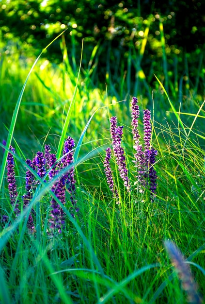 Schöne Wildblumen auf einer grünen Wiese, Sommerabend mit einer hellen Wiese bei Sonnenuntergang.