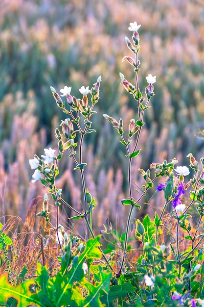 Schöne Wildblumen auf einer grünen Wiese, Sommerabend mit einer hellen Wiese bei Sonnenuntergang.