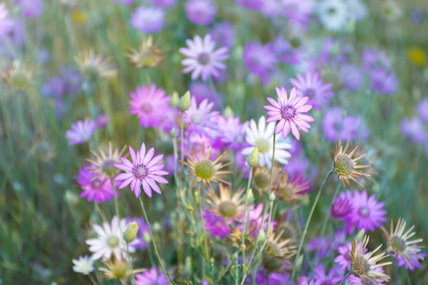 Schöne Wildblumen auf einer grünen Wiese, Sommerabend mit einer hellen Wiese bei Sonnenuntergang.