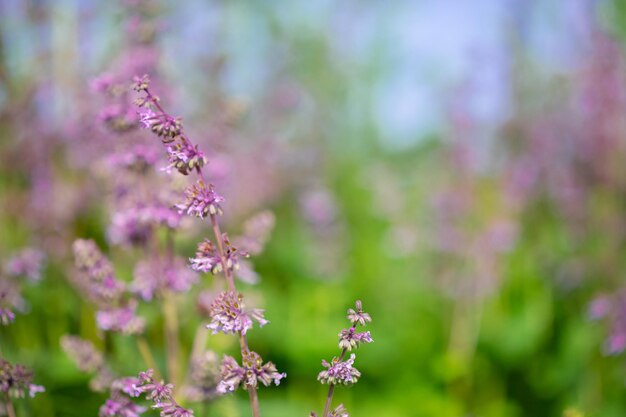 Schöne Wildblumen auf einer grünen Wiese. Warmer Sommertag. Carduus, Achilea, Salvia, Stachys.