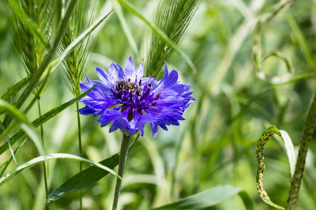 Schöne Wildblumen Kornblumen. Selektiver Fokus