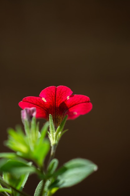 Schöne wilde Blume im Blick