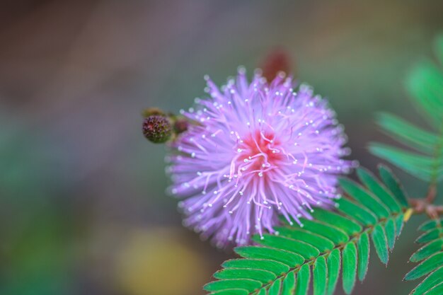 Schöne wilde Blume im Wald