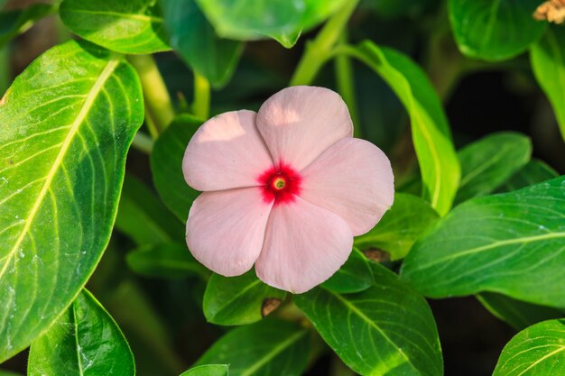 Schöne wilde Blume im Wald