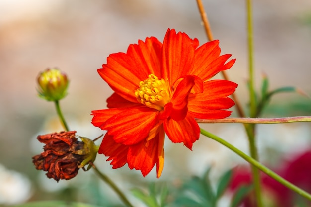 Schöne wilde Blume im Wald