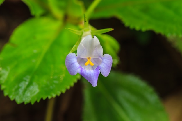 Schöne wilde Blume im Wald