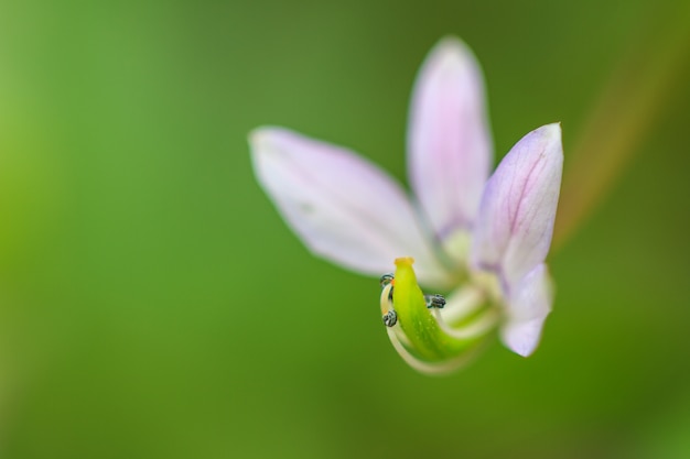 Schöne wilde Blume im Wald