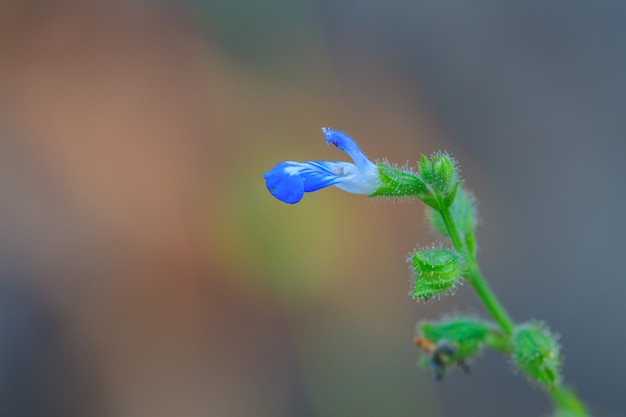 Foto schöne wilde blume im wald