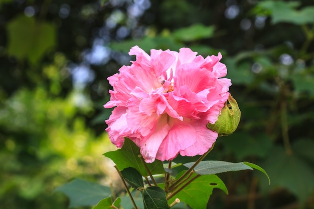 Schöne wilde Blume im Wald