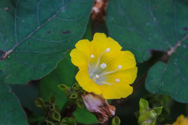 Schöne wilde Blume im Wald