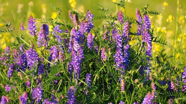 Schöne wilde Blumen closeup Mauserbsen Wilde Blumen des Feldes Vicia cracca