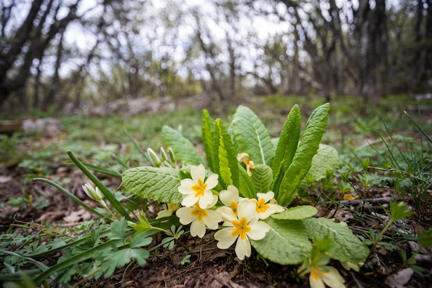 Schöne wilde Blumen im Wald.