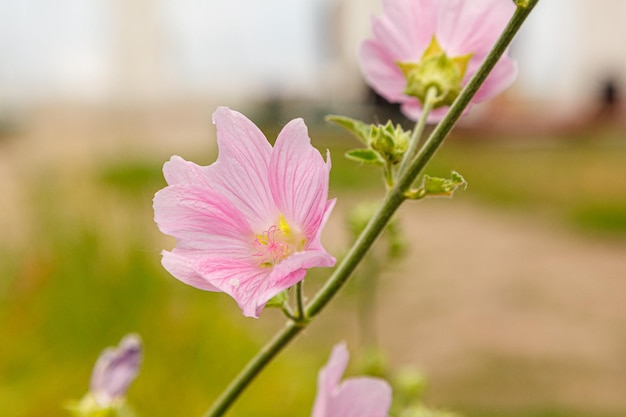 Schöne wilde Blumen von lila rosa Farbe