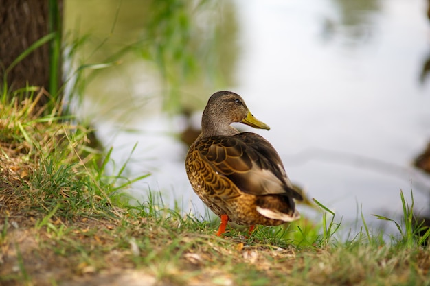 Schöne wilde Ente auf dem See Nahaufnahme