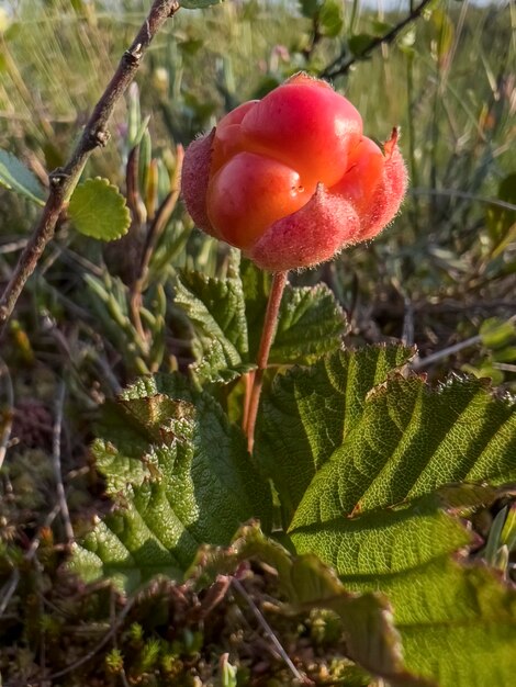 Schöne wilde Moltebeere. Makrofotografie