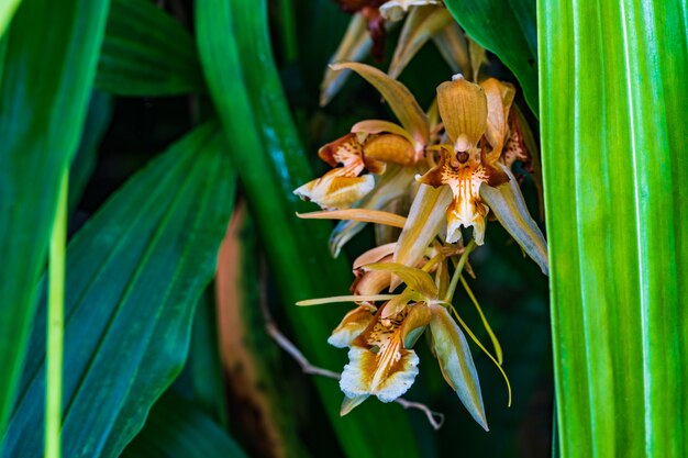 Schöne wilde Orchidee im tropischen Wald.