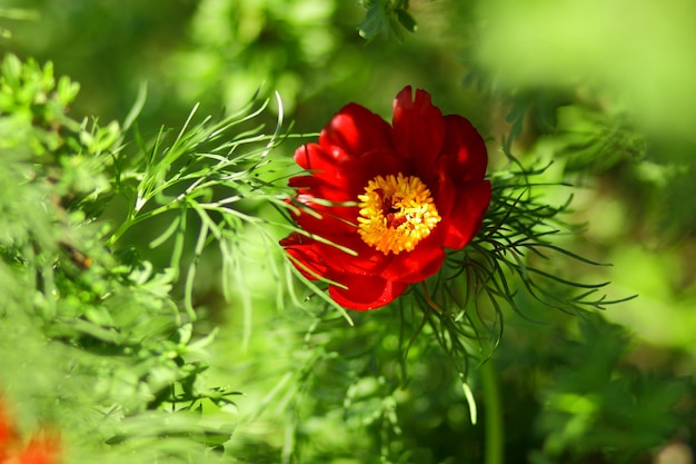 Schöne wilde rote Pfingstrose, die frei in einem Garten wächst Florale botanische Blume Blühen der wilden Pfingstrose Blume auf dem Wald