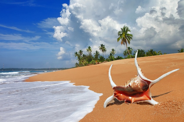 Foto schöne wilde strände von sri lanka. tangale küste, südlich der insel