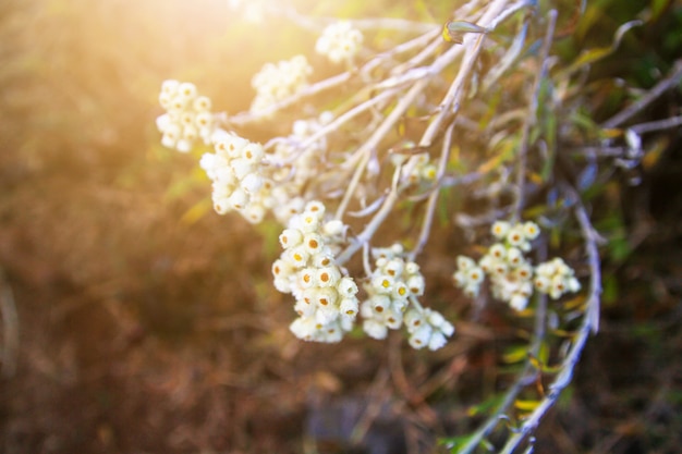 Schöne wilde weiße Blumen mit Sonnenlicht auf dem Berg.